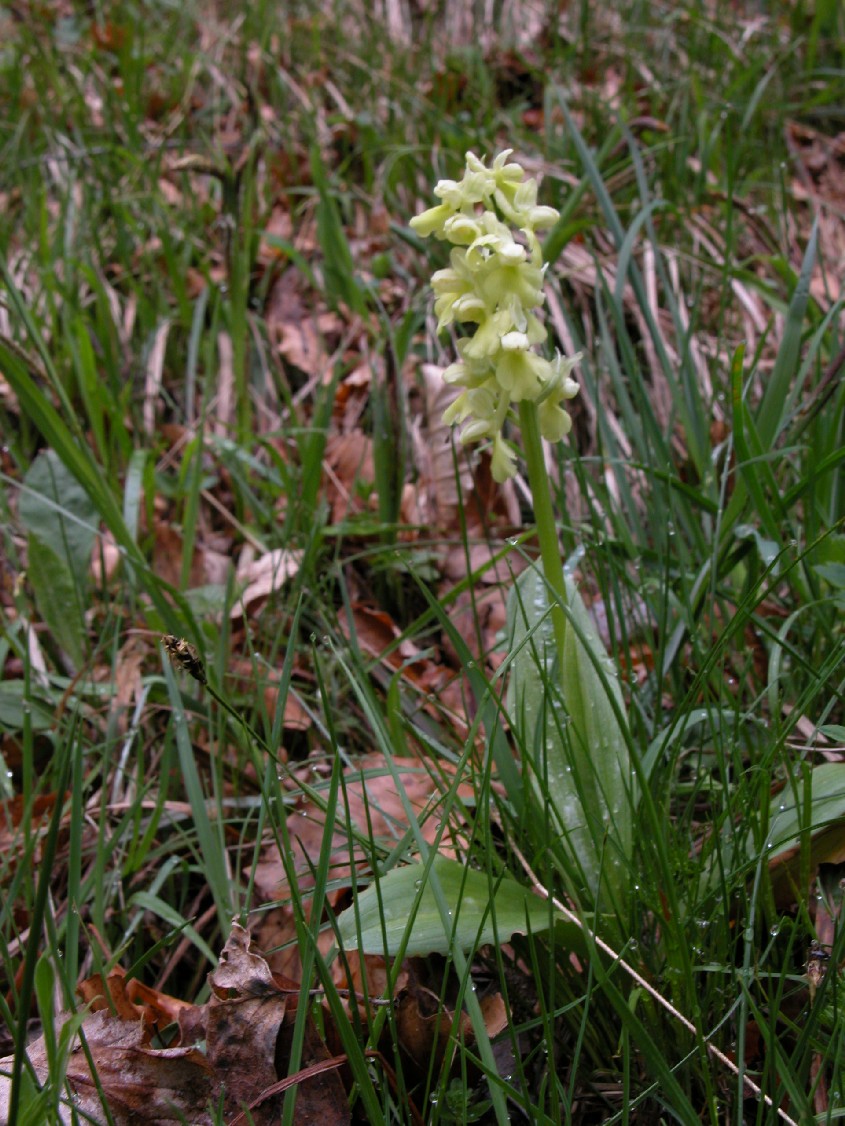 Orchis pallens